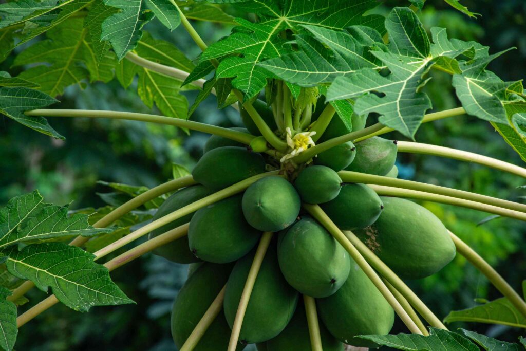 Pawpaw (Papaya). This tropical fruit is not only delicious but also a beauty powerhouse. Pawpaw is packed with vitamin C, vitamin E, and papain, an enzyme that exfoliates dead skin cells and promotes a brighter complexion. Enjoy it as a snack, blend it into a smoothie, or use it as a natural face mask for glowing skin.