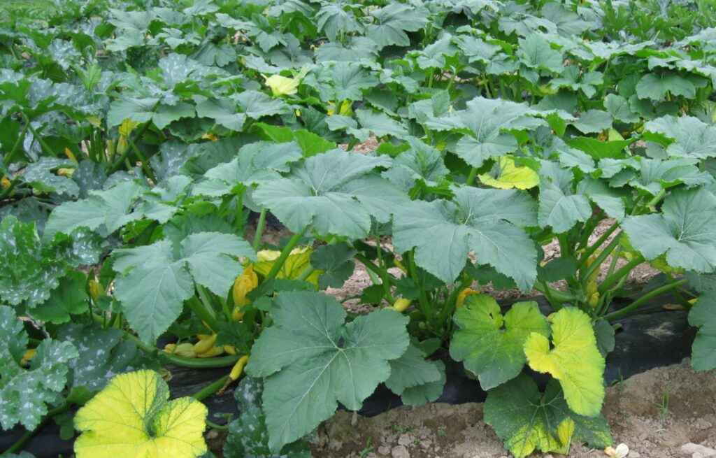 Ugwu (Pumpkin Leaves). Dark leafy greens like ugwu are rich in vitamins A, C, and E, as well as essential minerals like iron and magnesium. These nutrients are crucial for maintaining healthy skin and preventing premature ageing. Use ugwu in your stews, or soups, or sauté them with garlic and onions for a nutritious side dish.
